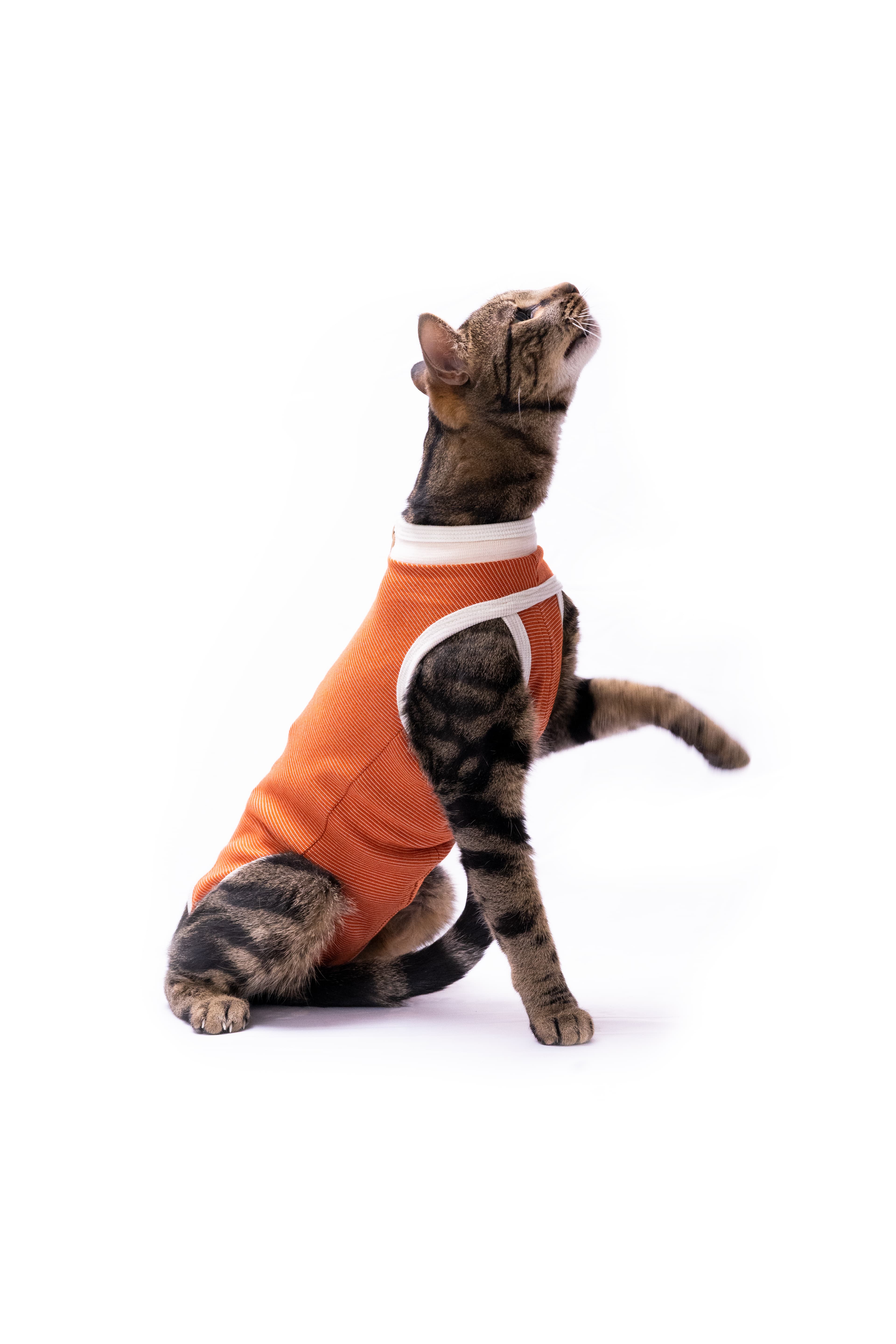Cat looking up while wearing CopperBody recovery wear