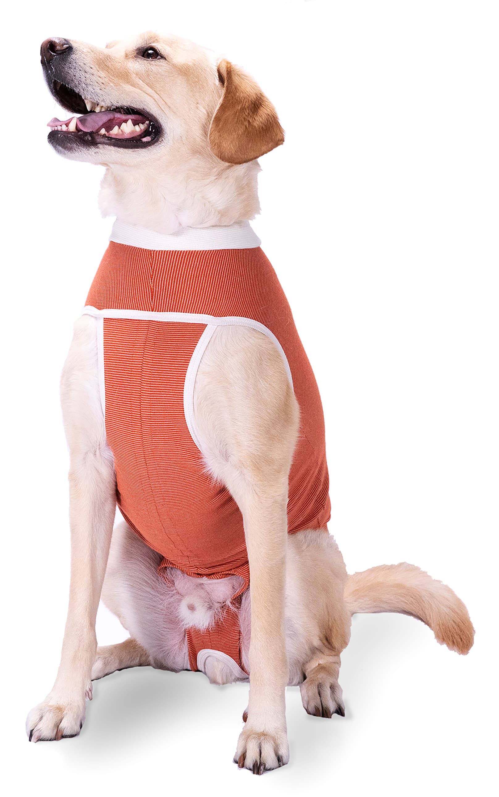 Labrador showing the front opening of a CopperBody Classic suit