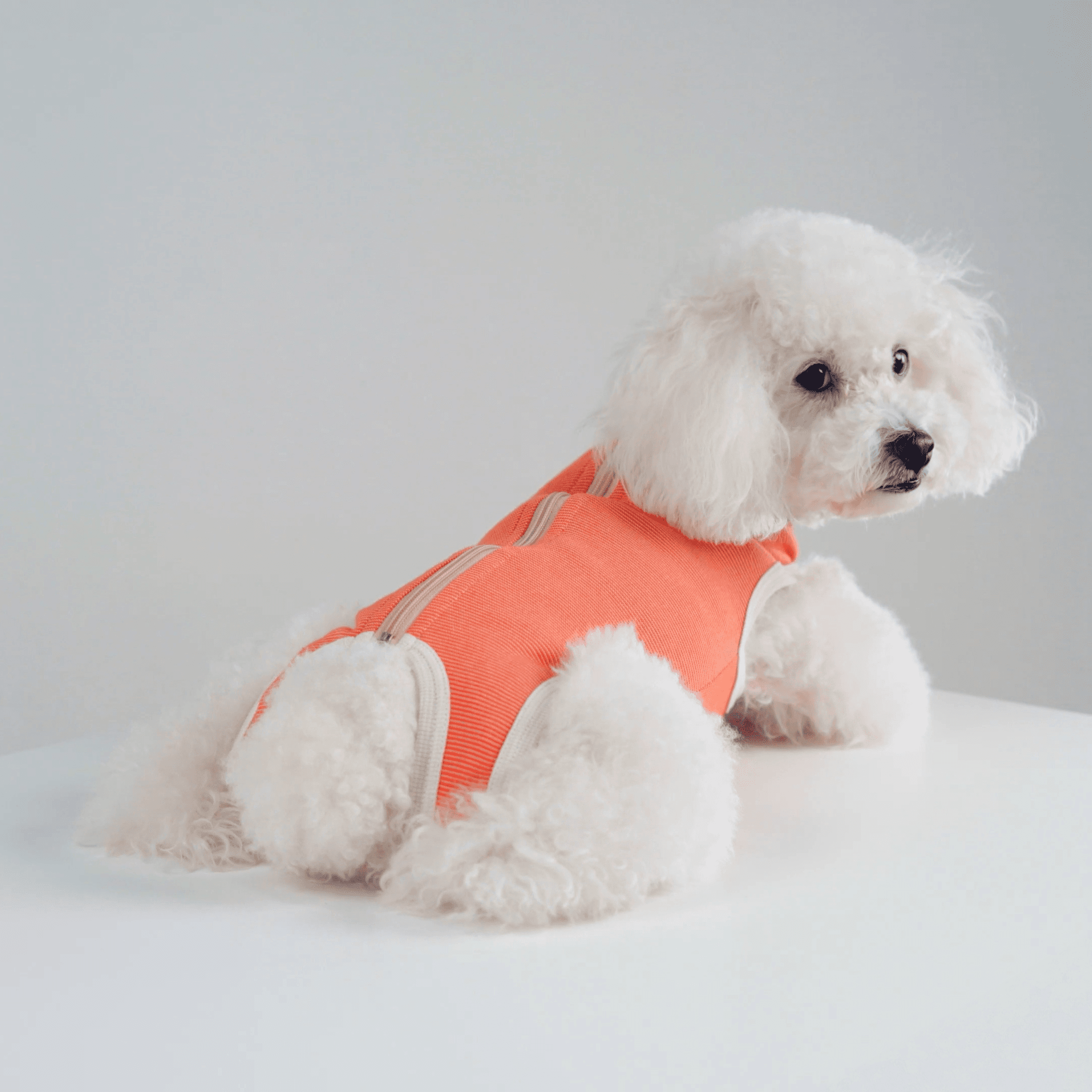 Poodle lying down showing the snug fit and closed zipper of a CopperBody suit