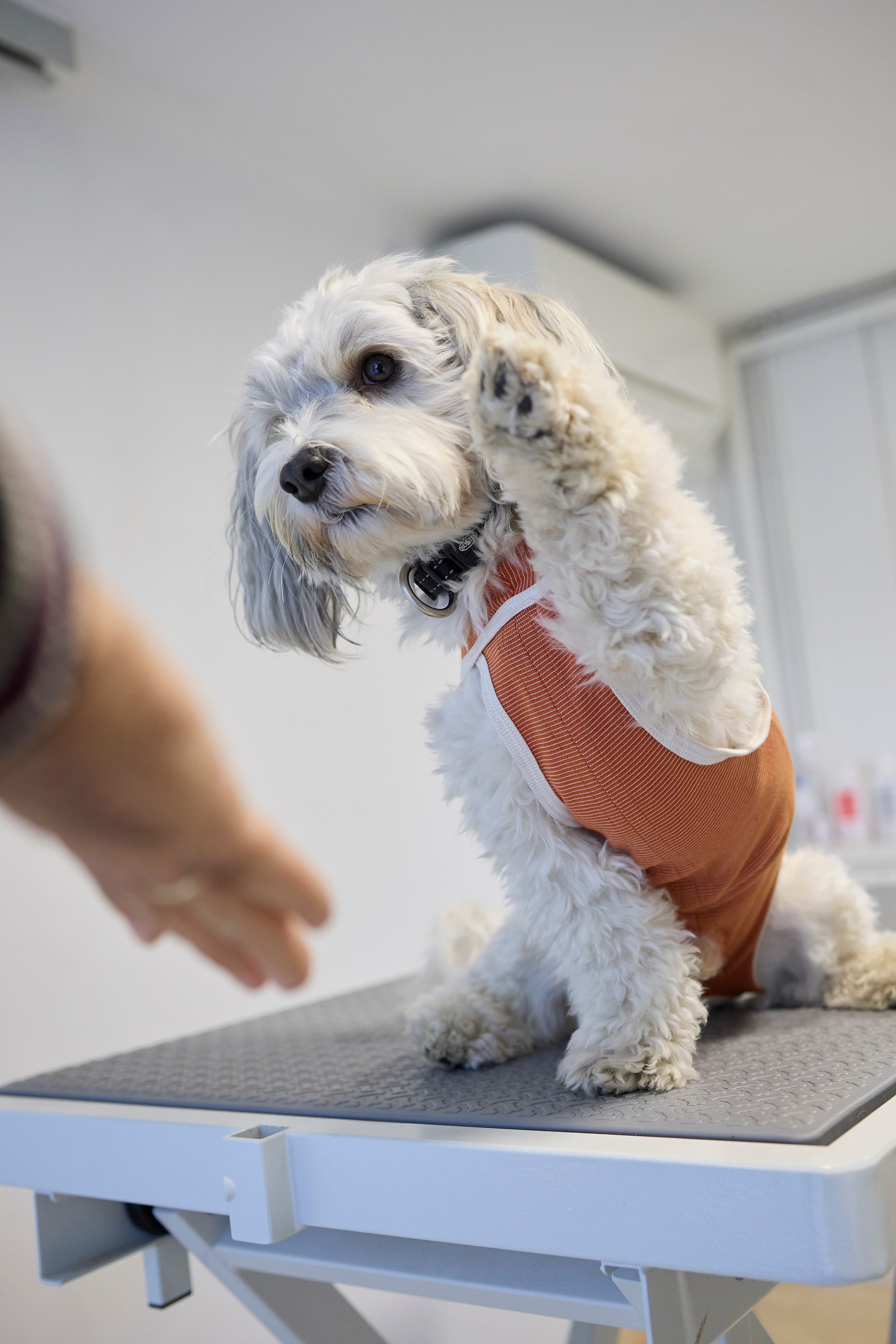 Dog wearing a CopperBody recovery suit sitting calmly on a veterinary exam table