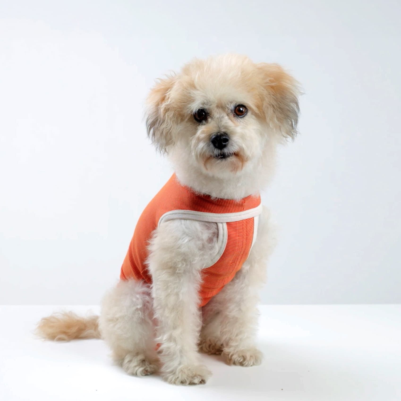 Small dog resting comfortably in a CopperBody suit