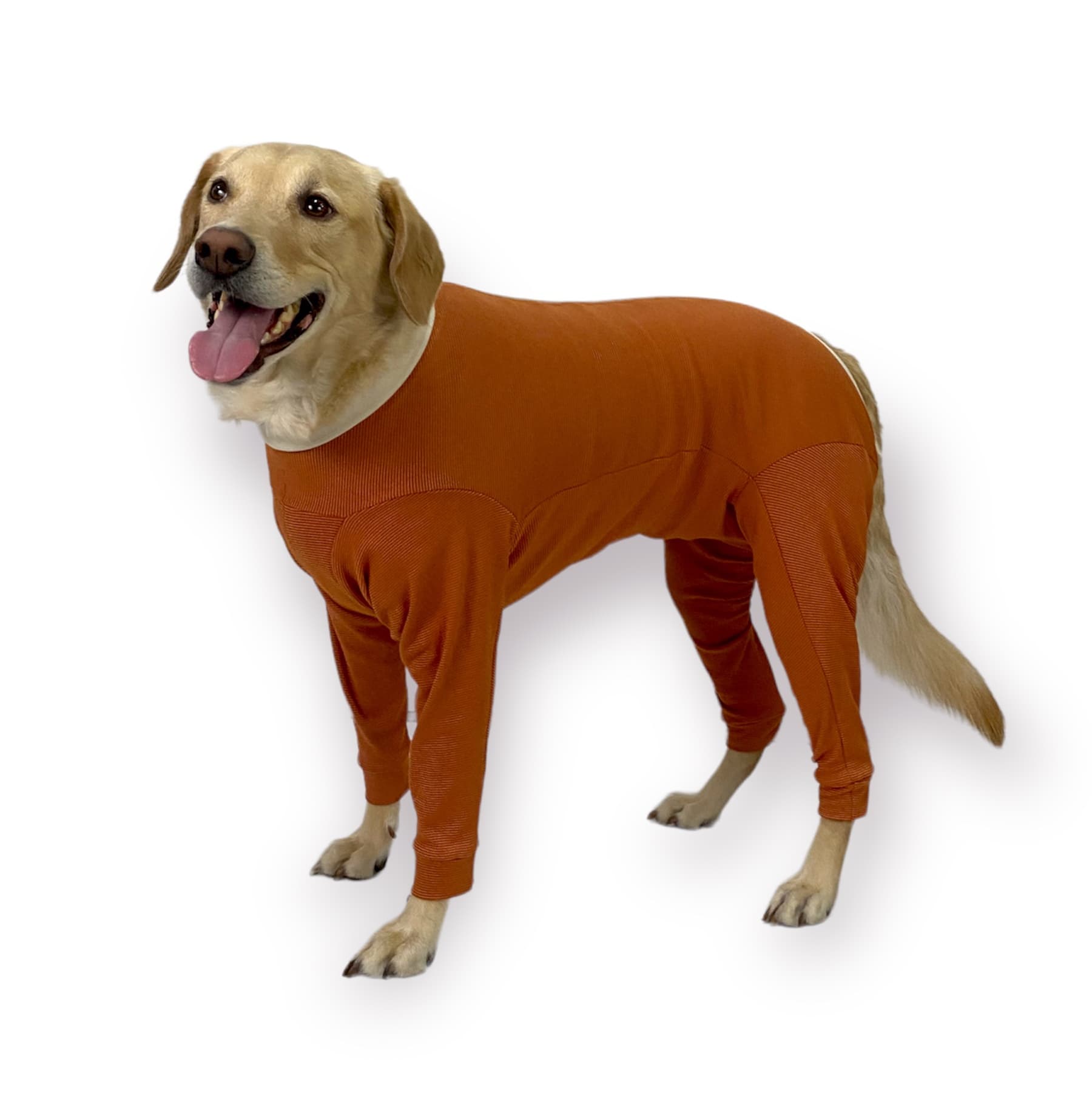 Labrador wearing a CopperBody 4-Legs suit