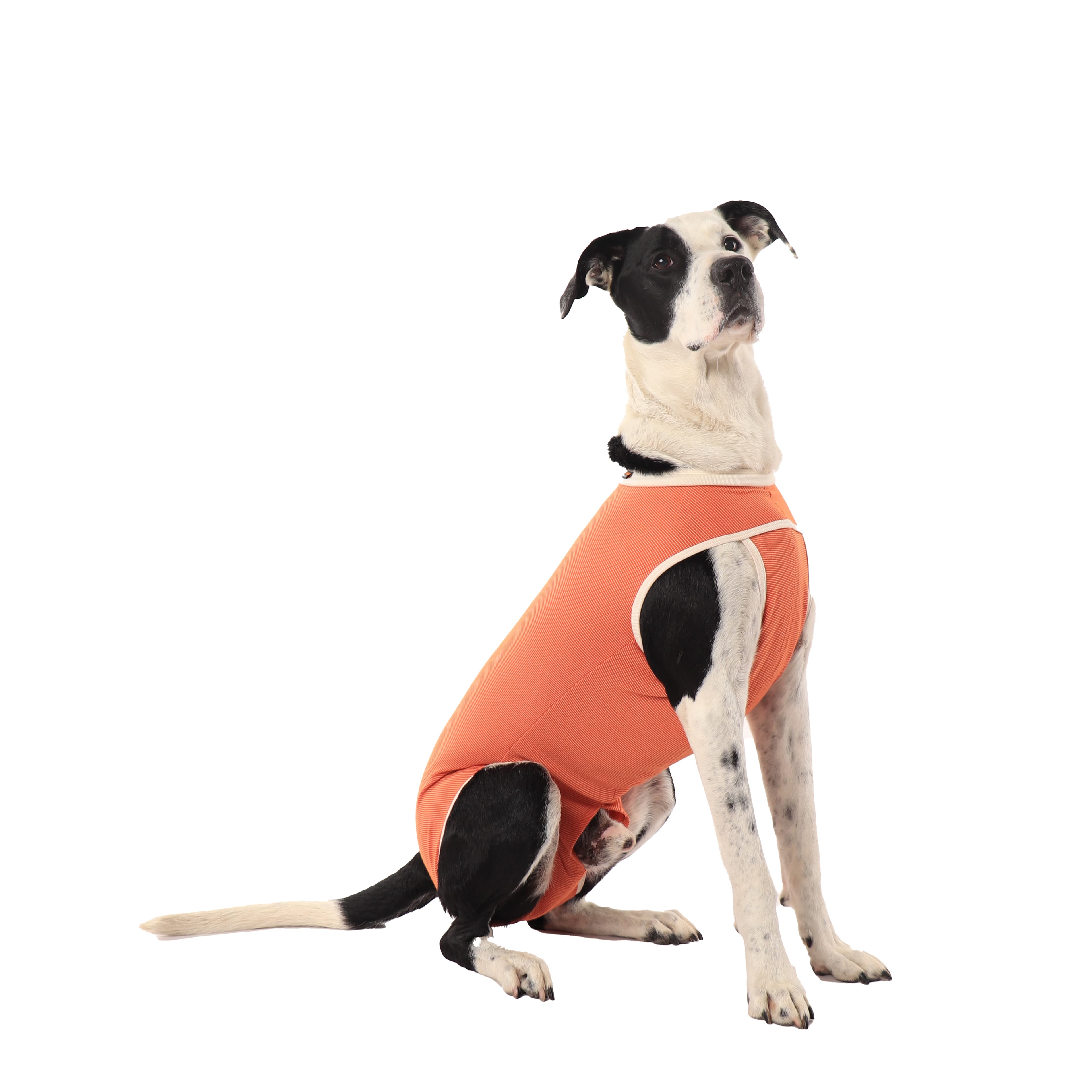 Dog wearing a CopperBody Castration recovery suit