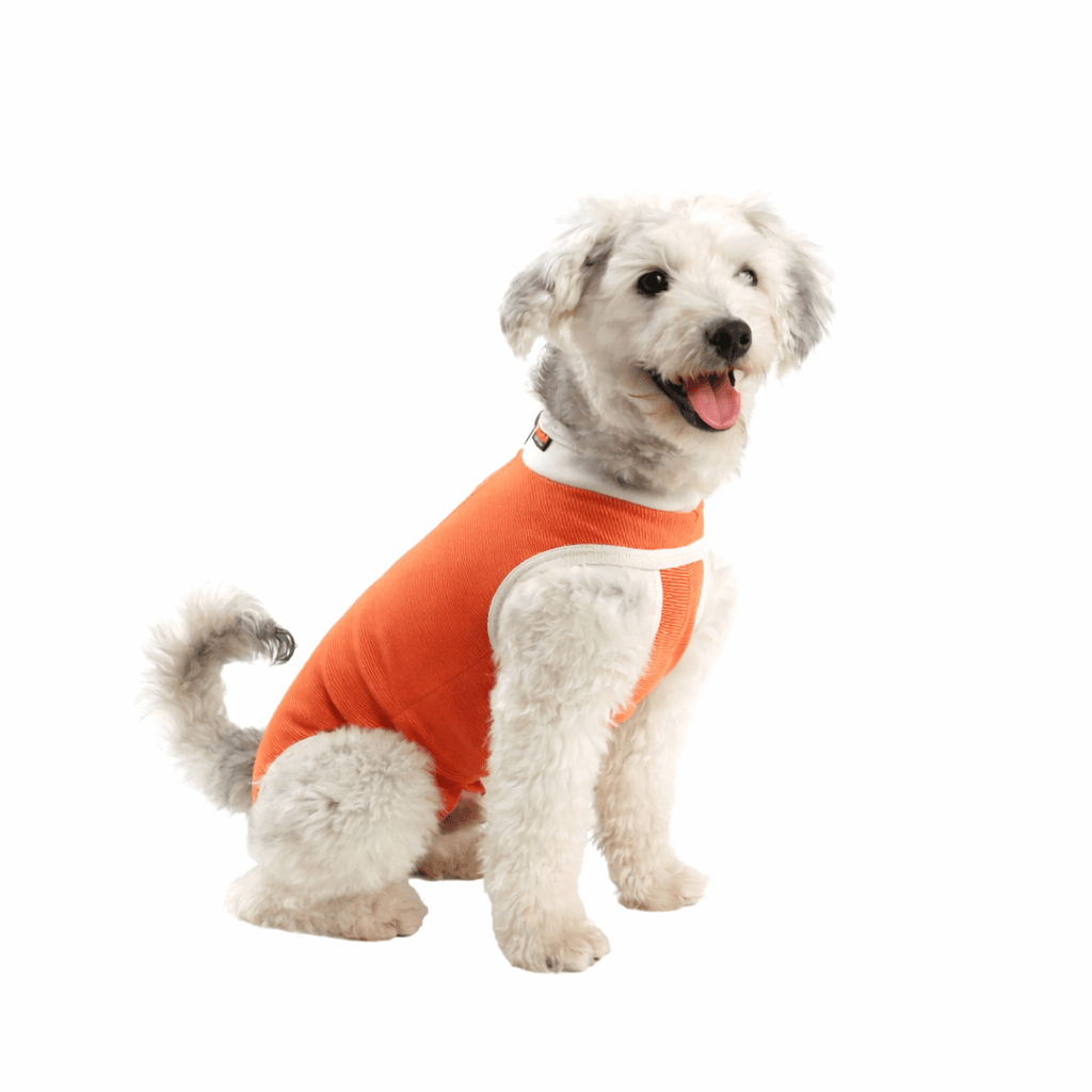 Dog wearing a CopperBody Classic suit