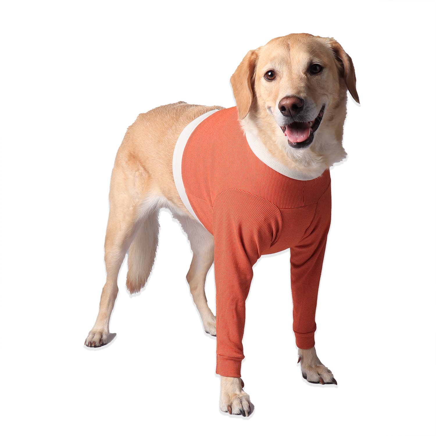 Dog wearing a CopperBody Front Legs suit