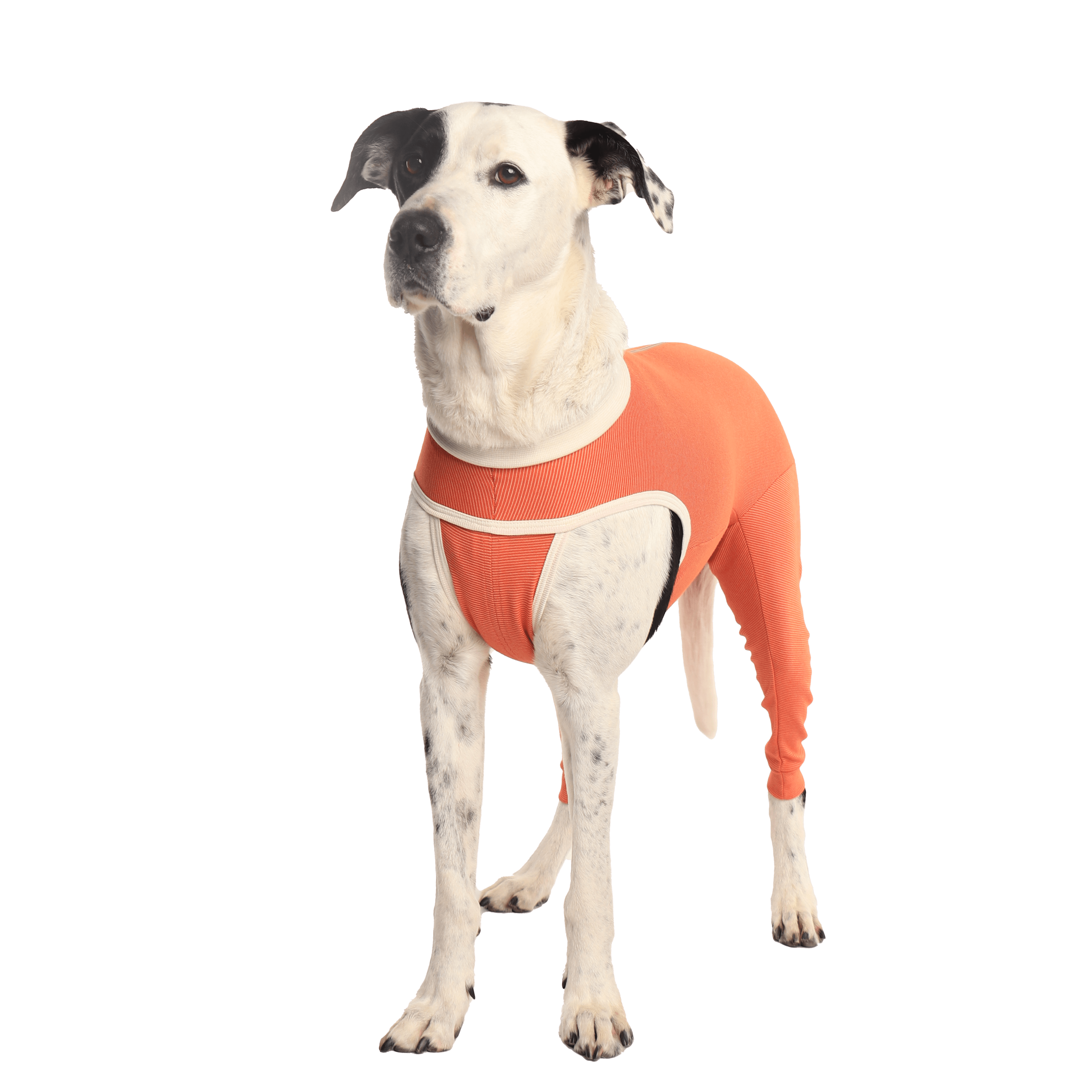Dog wearing a CopperBody Hind Legs suit