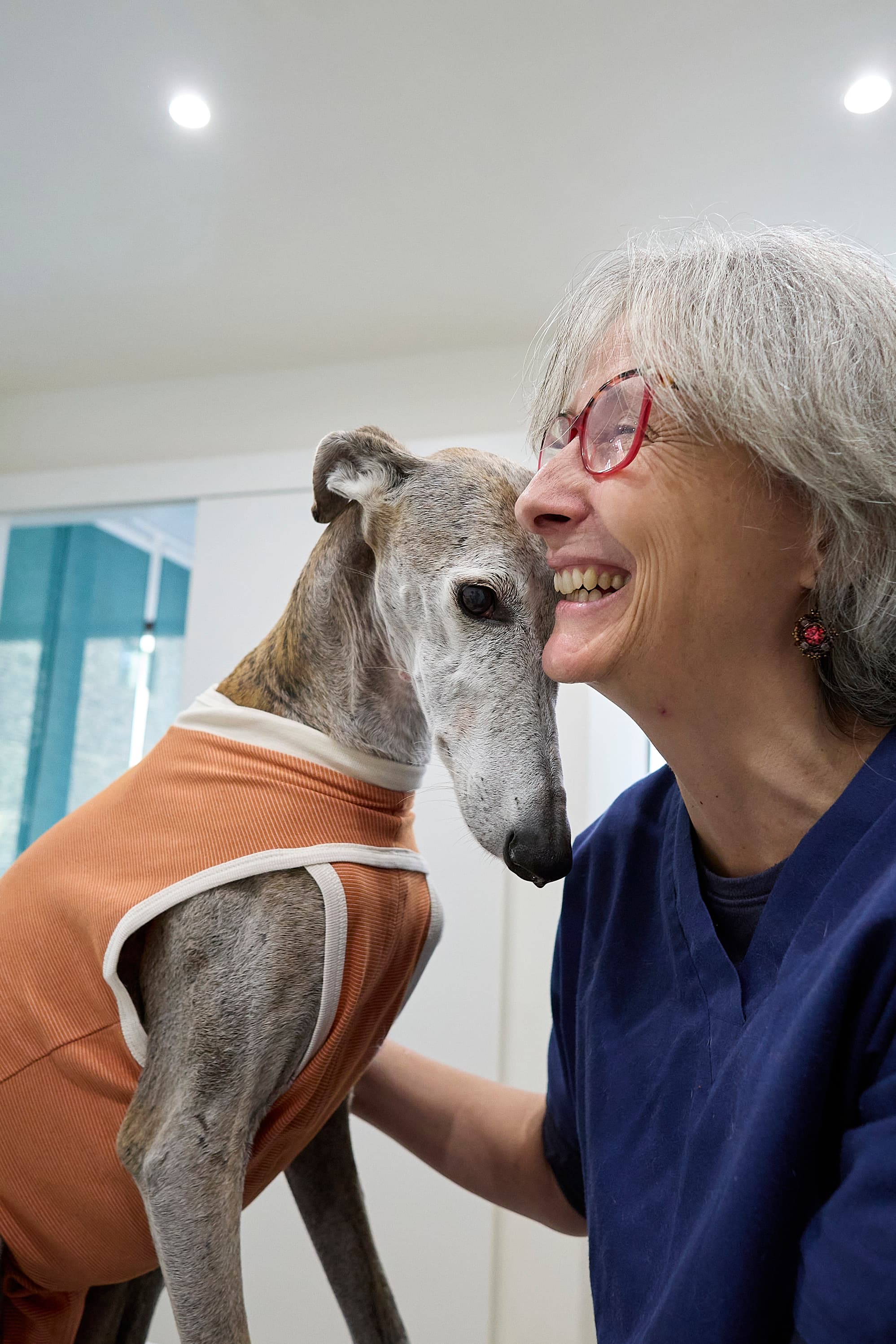 Greyhound nuzzling a veterinarian while wearing a CopperBody recovery suit