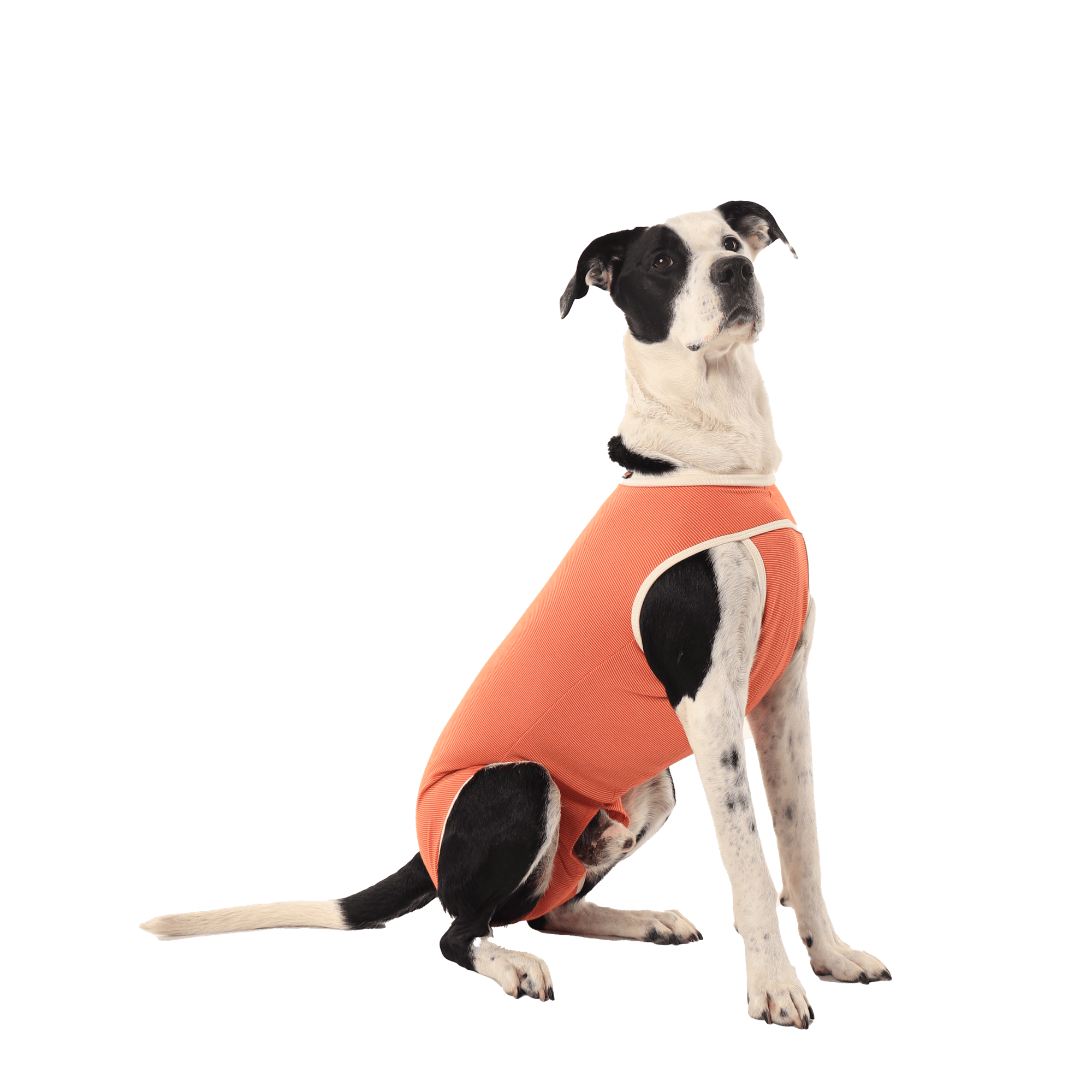 Castration Recovery Suit