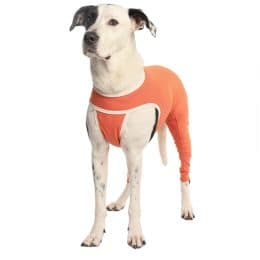 Hind Legs Recovery Suit